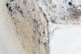 Why You Should Choose Our Mold Remediation Services in Sherwood, OH